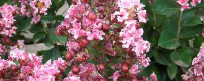 LAGERSTROEMIA indica 'BERLINGOT MENTHE' 01