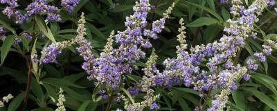 VITEX agnus-castus f.latifolia 01