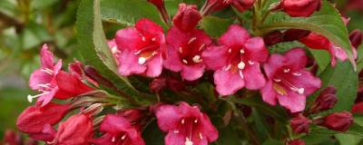 WEIGELA 'BRISTOL RUBY' 01