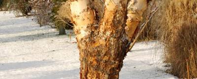 BETULA nigra 'HERITAGE' 01