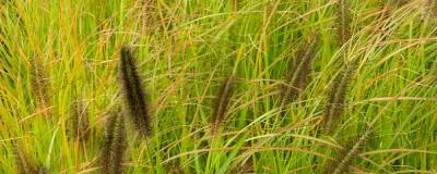 PENNISETUM alopecuroides 'MOUDRY' 01