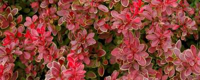 BERBERIS thunbergii 'Admiration' cov 01