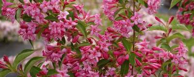 WEIGELA 'STELZNERI' 01