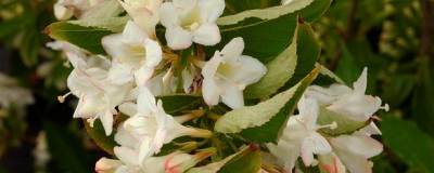 WEIGELA 'SNOWFLAKE' 01