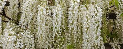 WISTERIA floribunda 'ALBA' 01