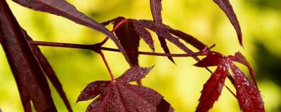 ACER palmatum 'ENKAN' 01