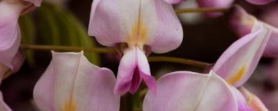 WISTERIA floribunda 'ROSEA' = 'Honbeni' 01