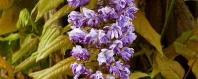 WISTERIA floribunda 'VIOLACEA PLENA' (= 'BLACK DRAGON') 01