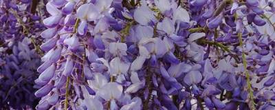 WISTERIA sinensis 01