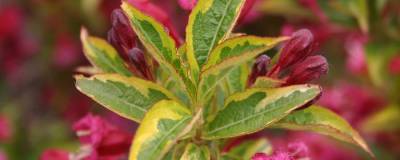 WEIGELA 'Brigela' cov 01