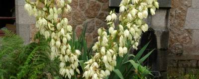 YUCCA filamentosa 01