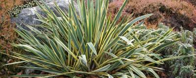 YUCCA filamentosa 'BRIGHT EDGE' 01