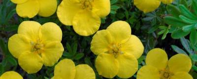 POTENTILLA fruticosa 'KOBOLD' 01