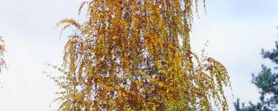 BETULA verrucosa 01