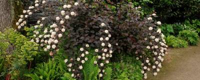 PHYSOCARPUS opulifolius SUMMER WINE (R) 'Seward'cov 01