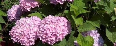 HYDRANGEA macrophylla ENDLESS SUMMER (R) 'Bailmer' (ROSE) 01