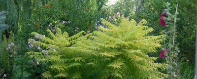 RHUS typhina FE (R) TIGER EYES (R) 'Bailtiger' cov 01