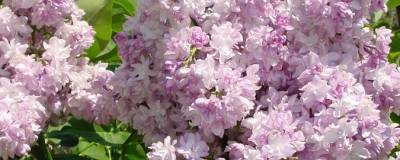 SYRINGA vulgaris ROSE DE MOSCOU (R) 'Minkarl' cov 01