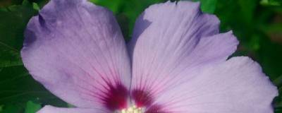 HIBISCUS syriacus FE (R) HAWAII (R) 'Minsygrbl1' cov 01