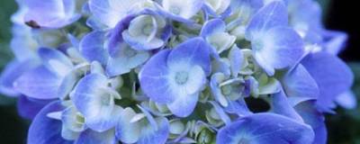 HYDRANGEA macrophylla ENDLESS SUMMER (R) 'Bailmer' (BLEU) 01