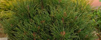 PINUS mugo 'GNOM FINDLING' 01