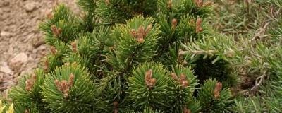 PINUS aristata 'SHERWOOD COMPACT 01