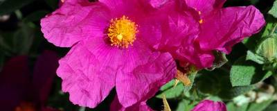 CISTUS x pulverulentus 'SUNSET' 01