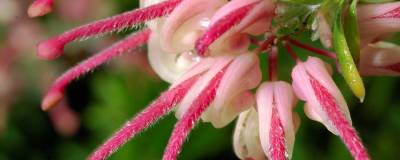 GREVILLEA lanigera 'MOUNT TAMBORITHA' 01