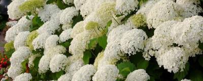 HYDRANGEA arborescens 'ANNABELLE' 01