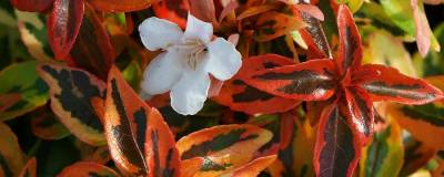 ABELIA x grandiflora 'KALEIDOSCOPE' cov 01