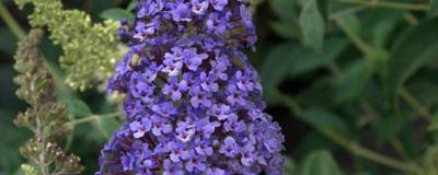 BUDDLEJA davidii REVE DE PAPILLON (R) BLUE 'Minpap4' 01