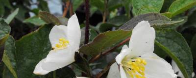 PHILADELPHUS X 'Starbright' cov 01