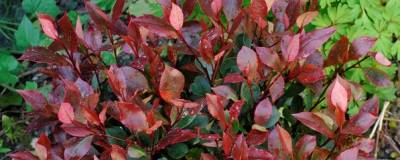 PHOTINIA x fraseri 'LITTLE RED ROBIN' 01