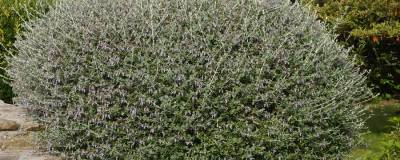 TEUCRIUM FRUTICANS 01