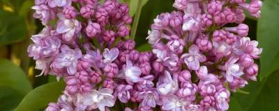 SYRINGA vulgaris 'BELLE DE NANCY' 01