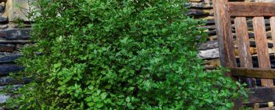 PITTOSPORUM tenuifolium EMERALD DOME (R) 'Minpitto' cov 01