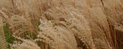 MISCANTHUS sinensis 'DRONNING INGRID' 01