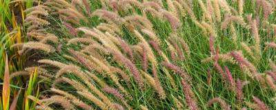 PENNISETUM orientale 'KARLEY ROSE' cov 01