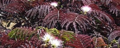 ALBIZIA julibrissin 'Summer Chocolate' cov 01