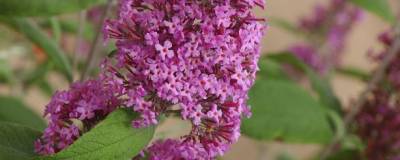 BUDDLEJA davidii 'PINK DELIGHT' 01