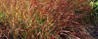 PANICUM virgatum 'HEILIGER HAIN' 01