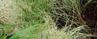 CAREX comans 'FROSTED CURLS' 01