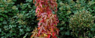 LIQUIDAMBAR styraciflua 'SLENDER SILHOUETTE' 01