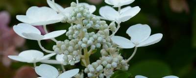 HYDRANGEA paniculata EARLY SENSATION 'Bulk' cov 01