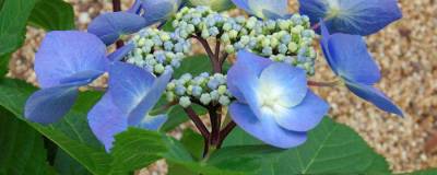 HYDRANGEA macrophylla 'ZORRO' (BLEU) cov 01