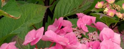 HYDRANGEA macrophylla 'ZORRO' (ROSE) cov 01