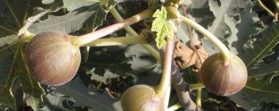 FICUS carica ICE CRYSTAL (R) 01