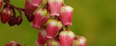 PIERIS japonica 'VALLEY VALENTINE' 01