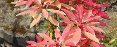 PIERIS 'FLAMING SILVER' 01