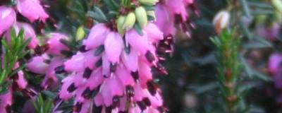 ERICA x darleyensis WINTERBELLES (R) 'Phoebe' cov 01